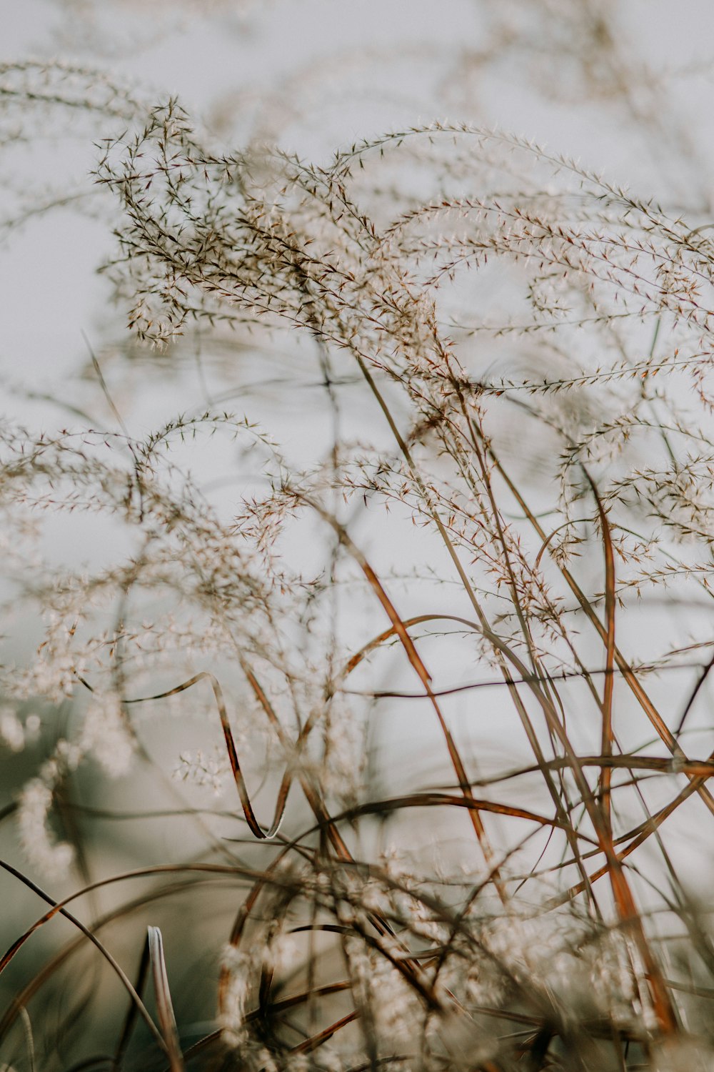 brown grass in close up photography