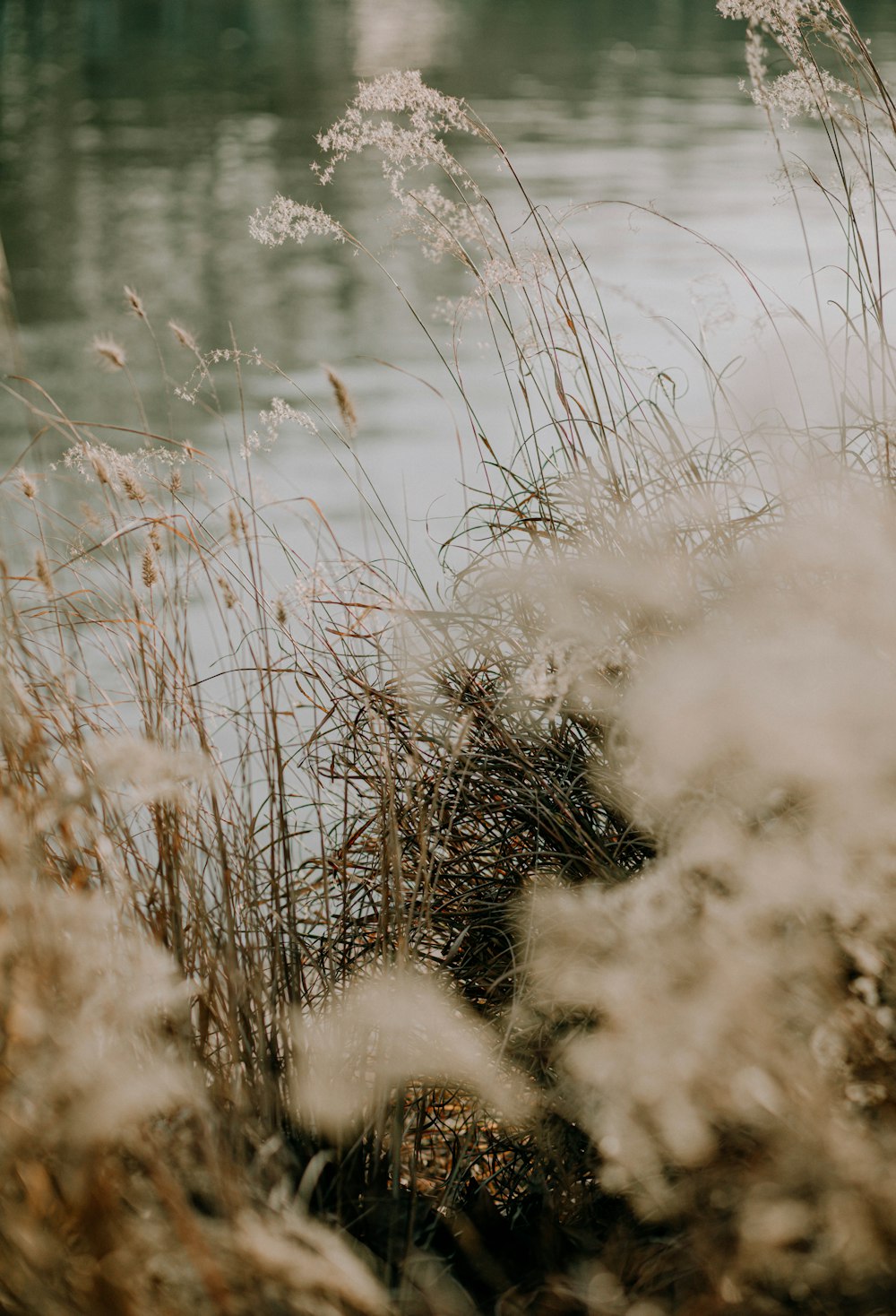 brown grass near body of water during daytime