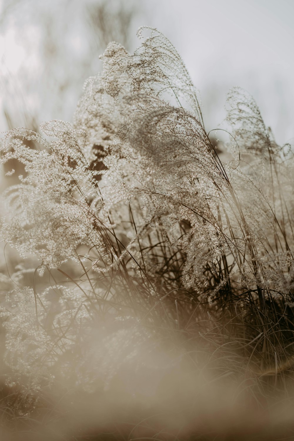 herbe brune couverte de neige