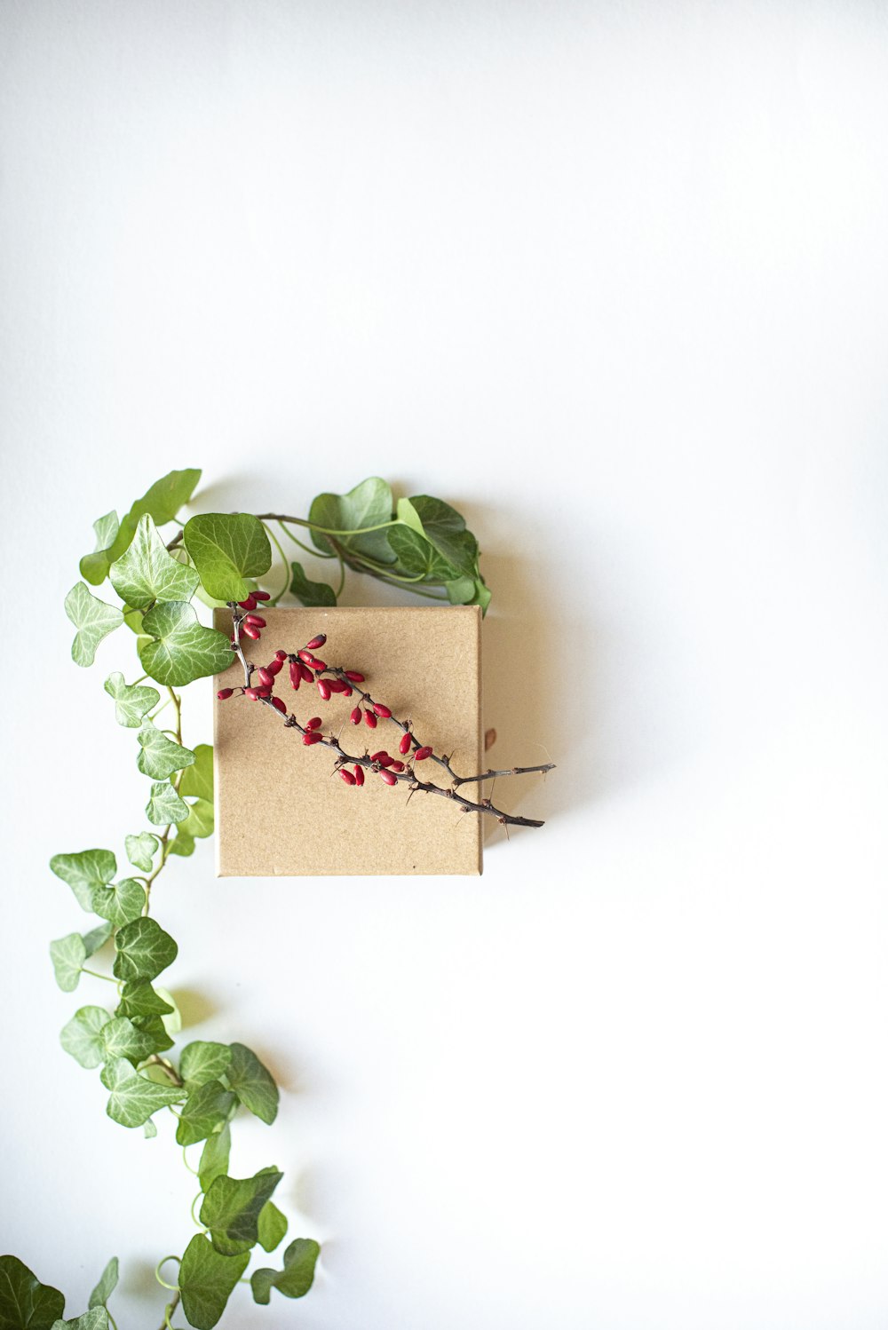 green plant on brown cardboard box