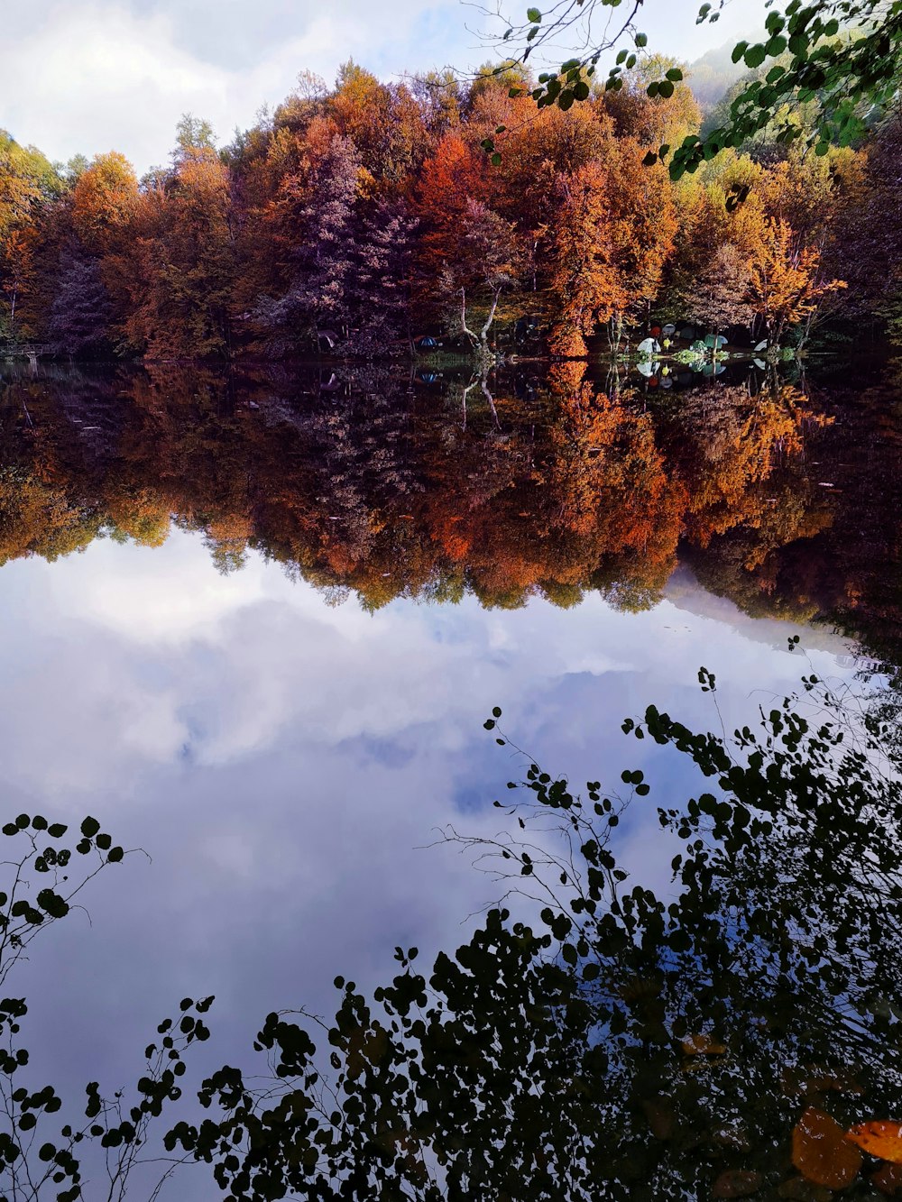 brown and green trees beside body of water