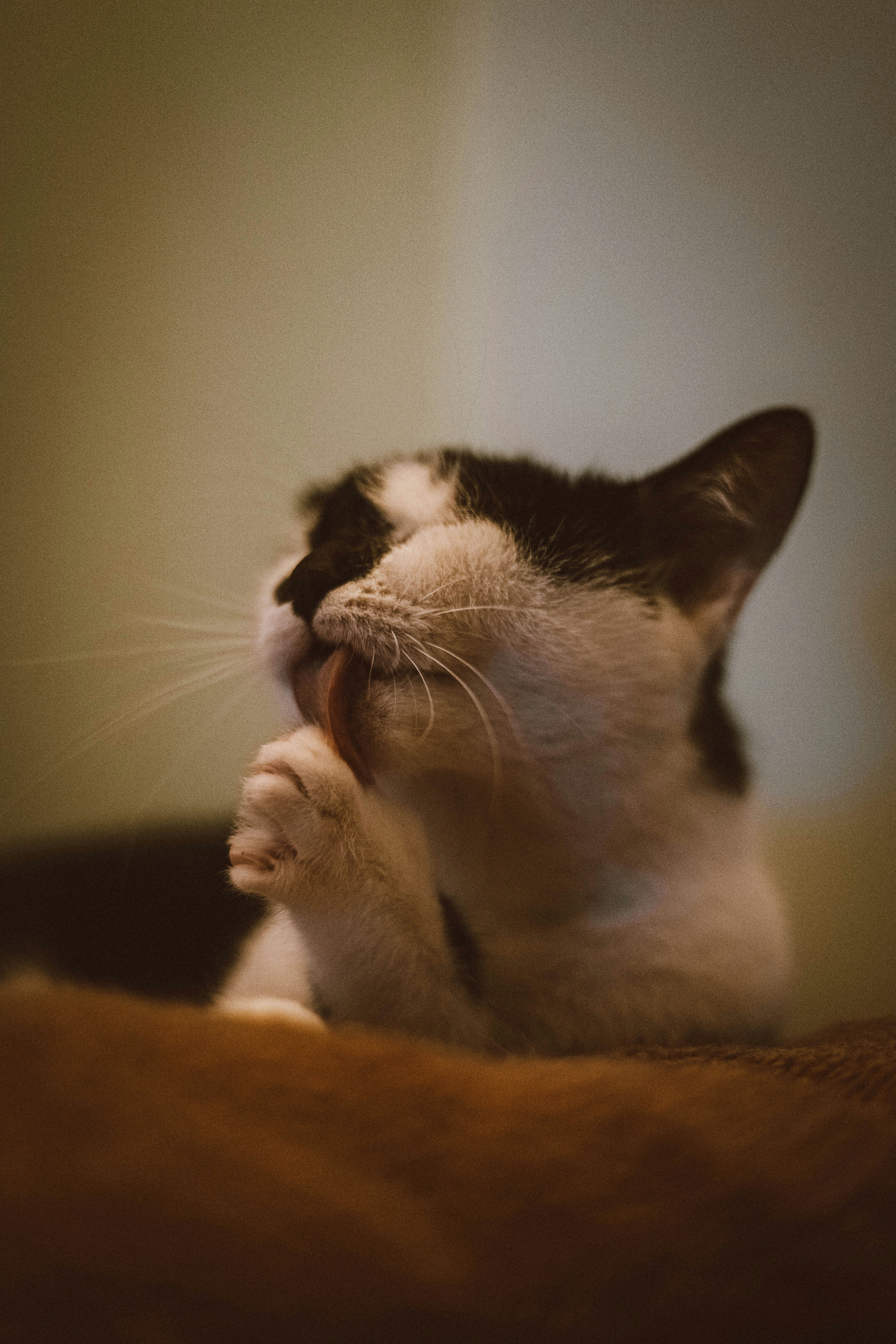 Why Independent Women and Cats Make the Perfect Match