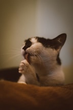 A cat seen grooming itself by licking its paw, exhibiting a moment of personal care and relaxation. The fur of the cat is mostly white with black patches, and its eyes are closed in a calm manner indicating contentment.