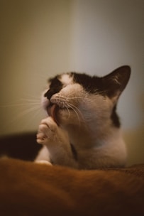 A cat seen grooming itself by licking its paw, exhibiting a moment of personal care and relaxation. The fur of the cat is mostly white with black patches, and its eyes are closed in a calm manner indicating contentment.