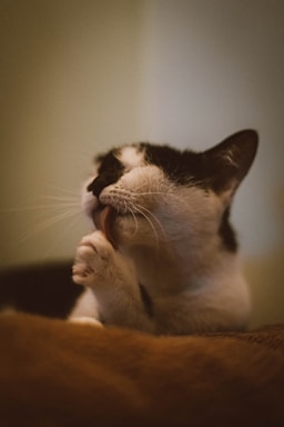 A cat seen grooming itself by licking its paw, exhibiting a moment of personal care and relaxation. The fur of the cat is mostly white with black patches, and its eyes are closed in a calm manner indicating contentment.