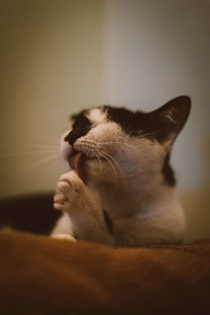 A calm cat being carefully groomed during a bath and tosa session.