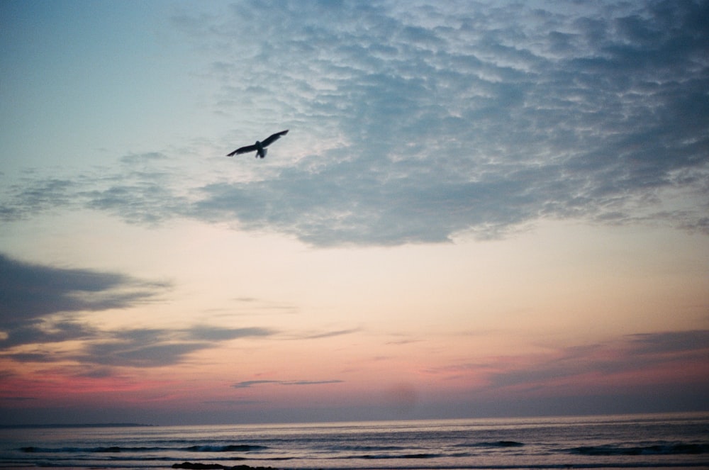 bird flying over the sea during sunset