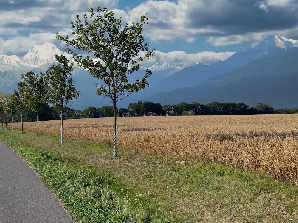 Campo di erba verde vicino alla strada sotto le nuvole bianche durante il giorno