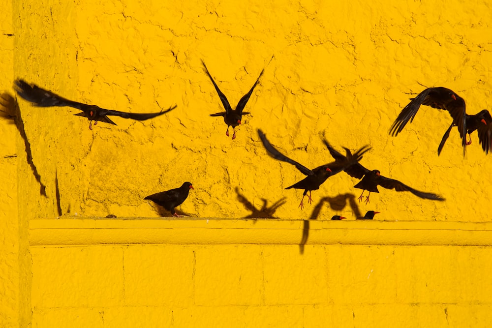 brown bird on yellow wall