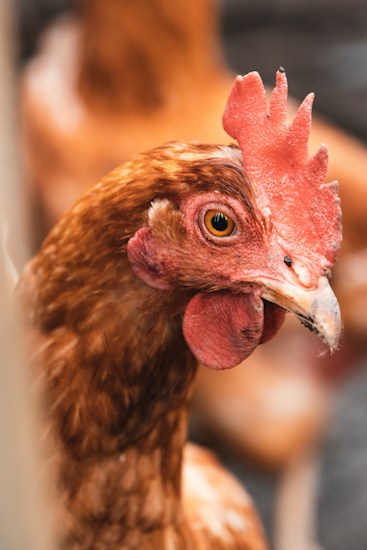 A close-up of a brown chicken with a focus on its head, comb, and beak. The background is blurred, highlighting the bird's detailed feathers and prominent eye.