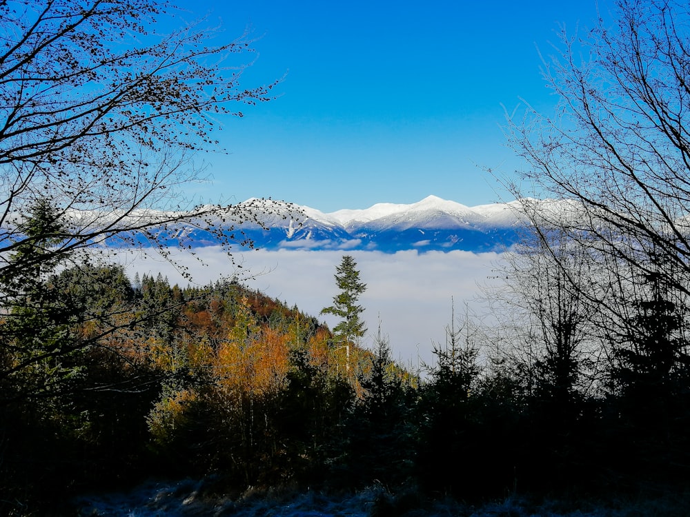 green trees near snow covered mountain during daytime