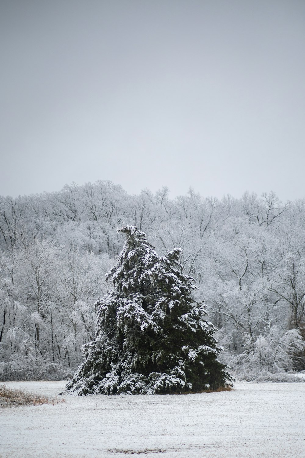 grayscale photo of trees covered with snow