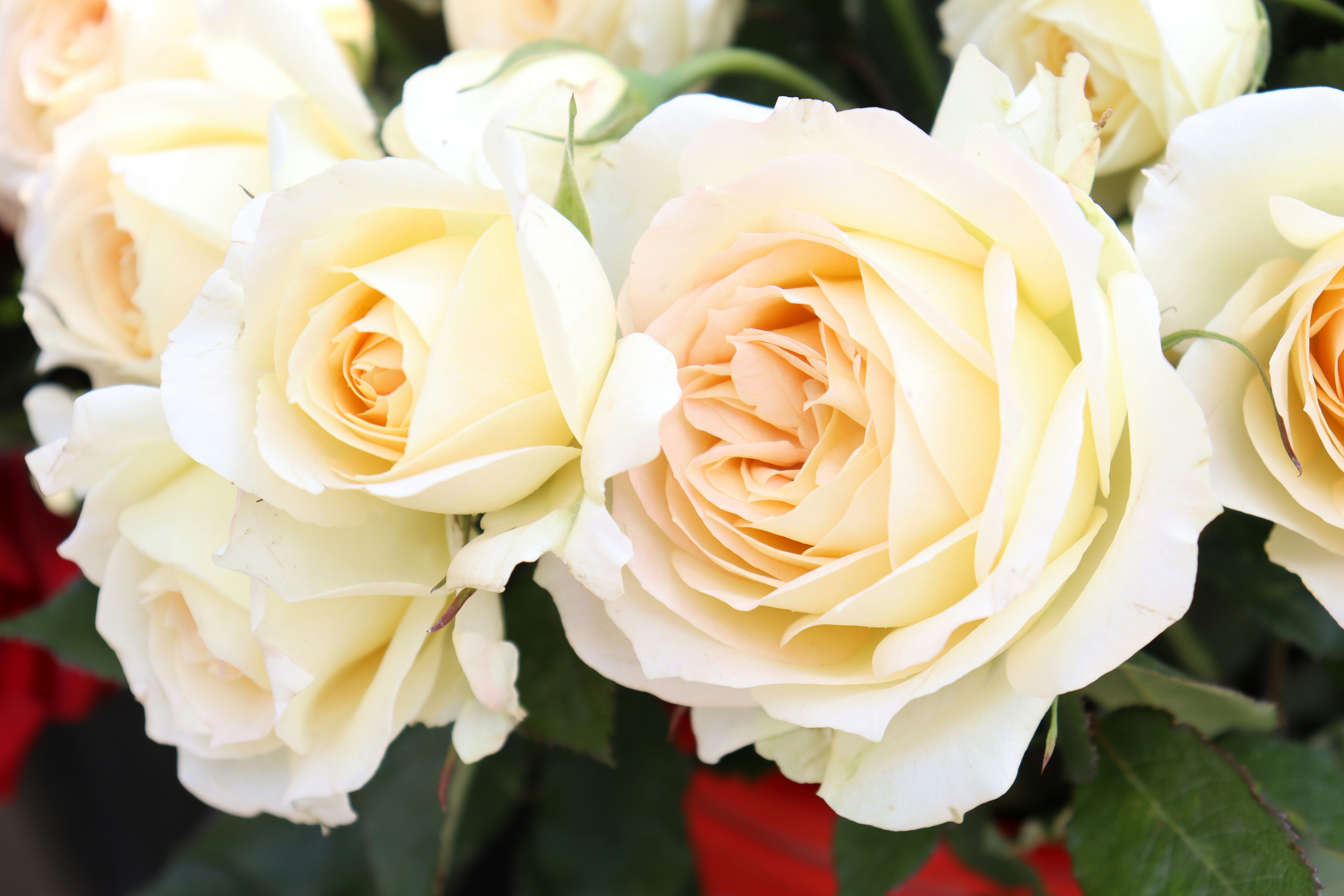 white rose in close up photography