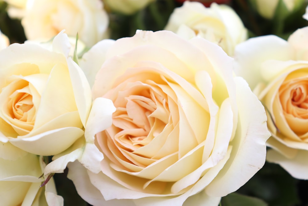 white rose in bloom during daytime