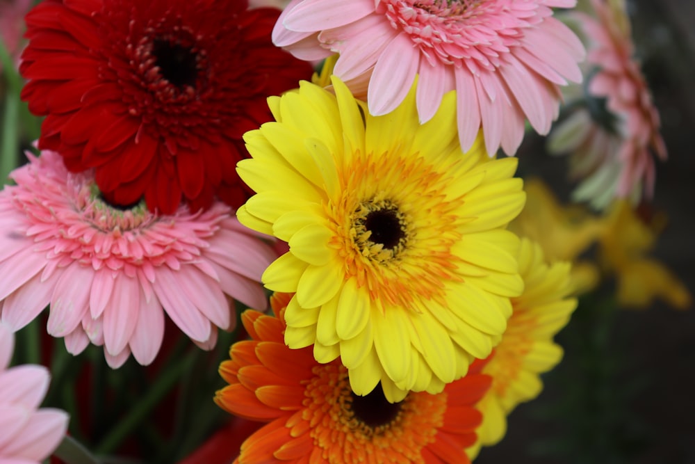 red and yellow flower in close up photography