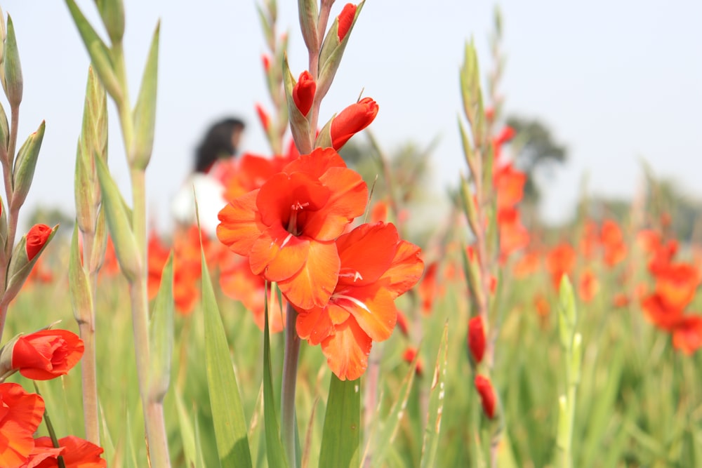 red flower in green grass during daytime