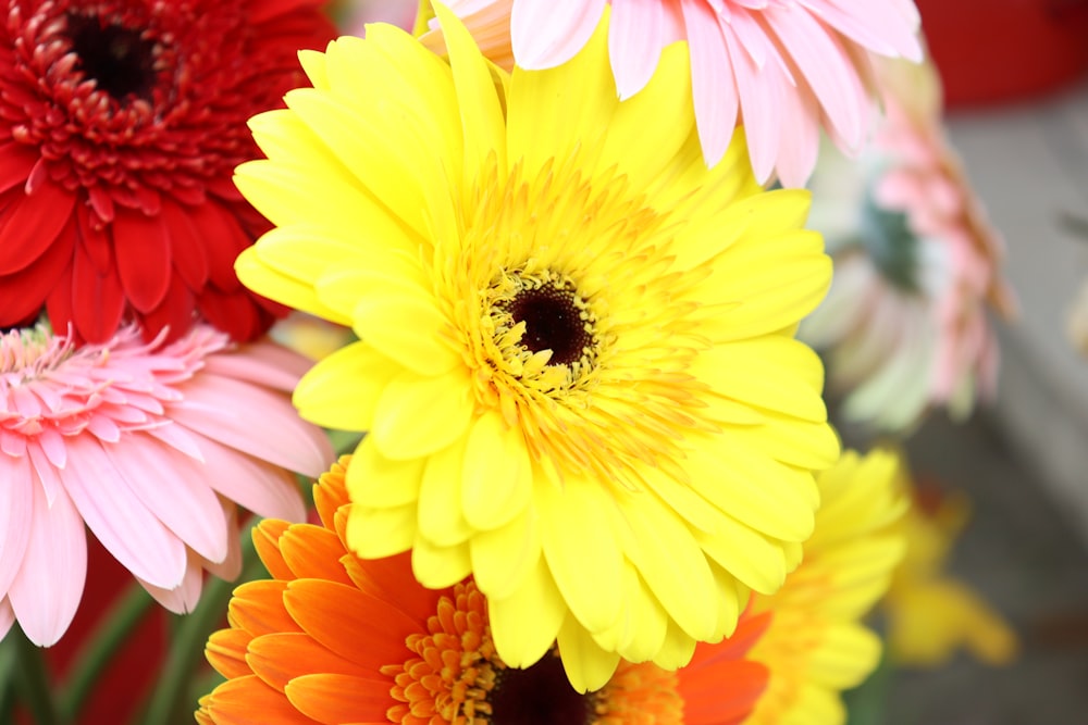 yellow and red flower in macro photography