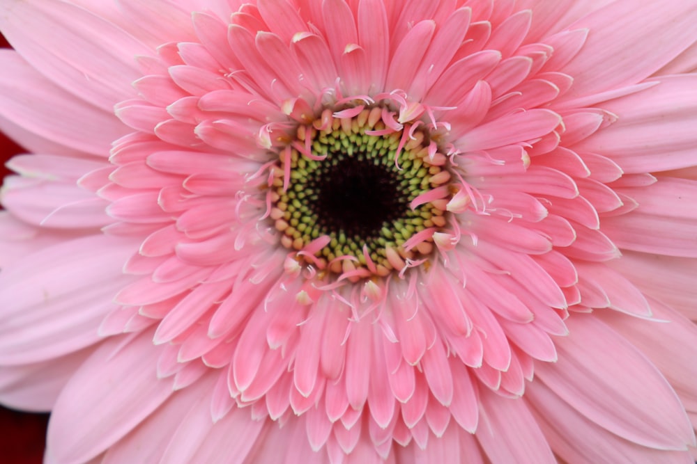 pink flower in macro shot