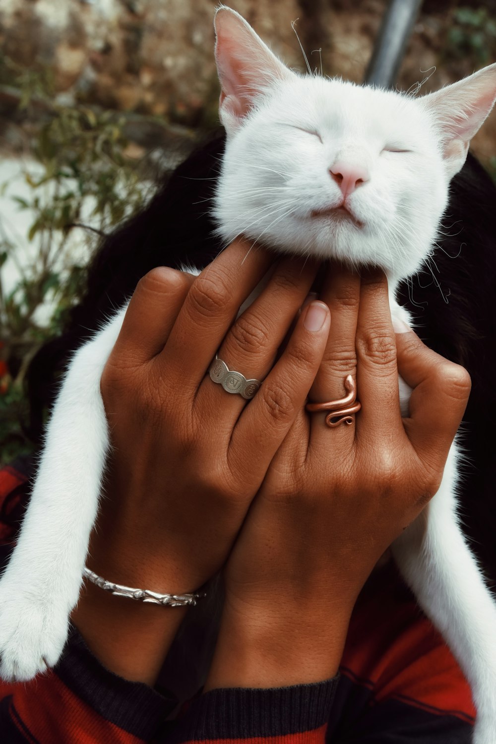 white cat with gold ring