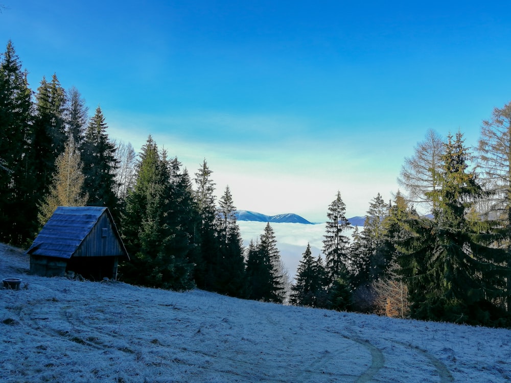 Braunes Holzhaus auf schneebedecktem Boden in der Nähe von grünen Bäumen unter blauem Himmel tagsüber