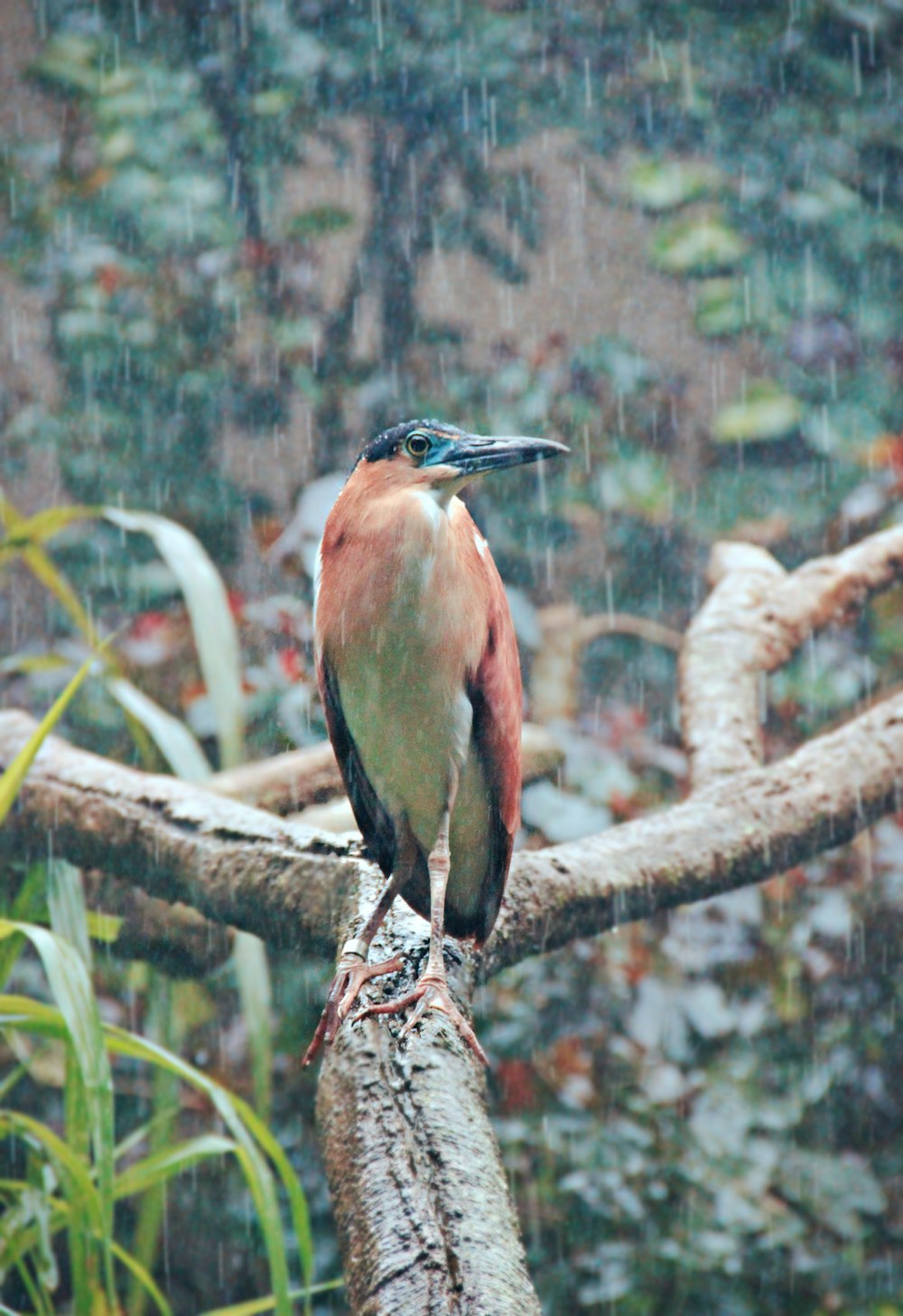 brown and green bird on brown tree branch during daytime