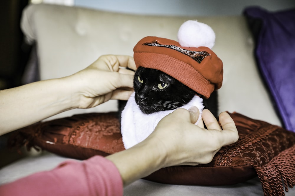 person holding black and white cat wearing red santa hat