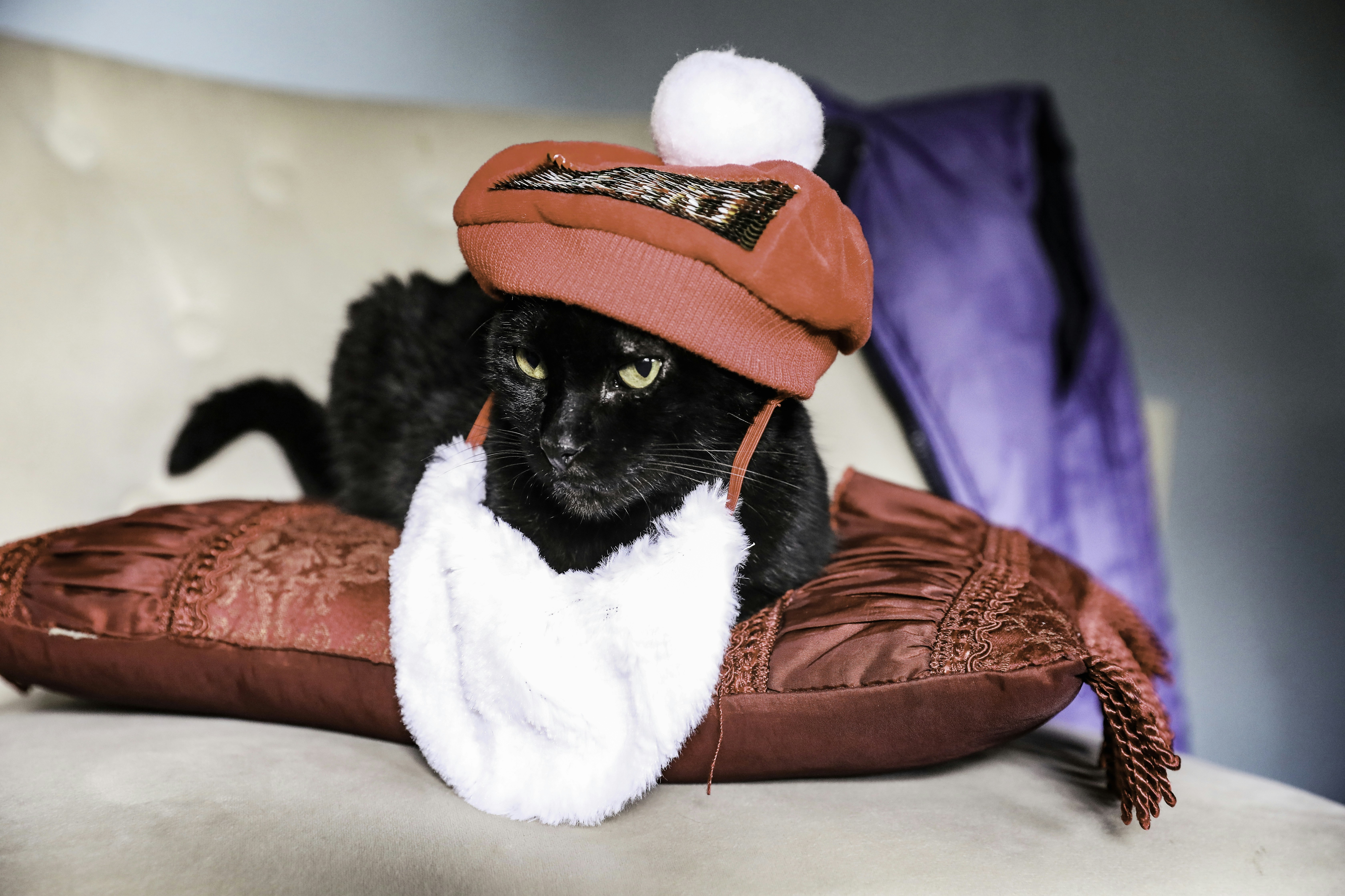 tuxedo cat wearing santa hat
