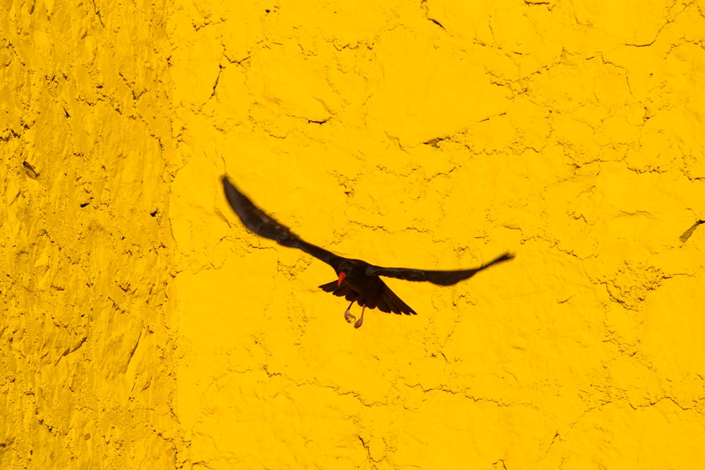black bird flying over yellow and white painted wall