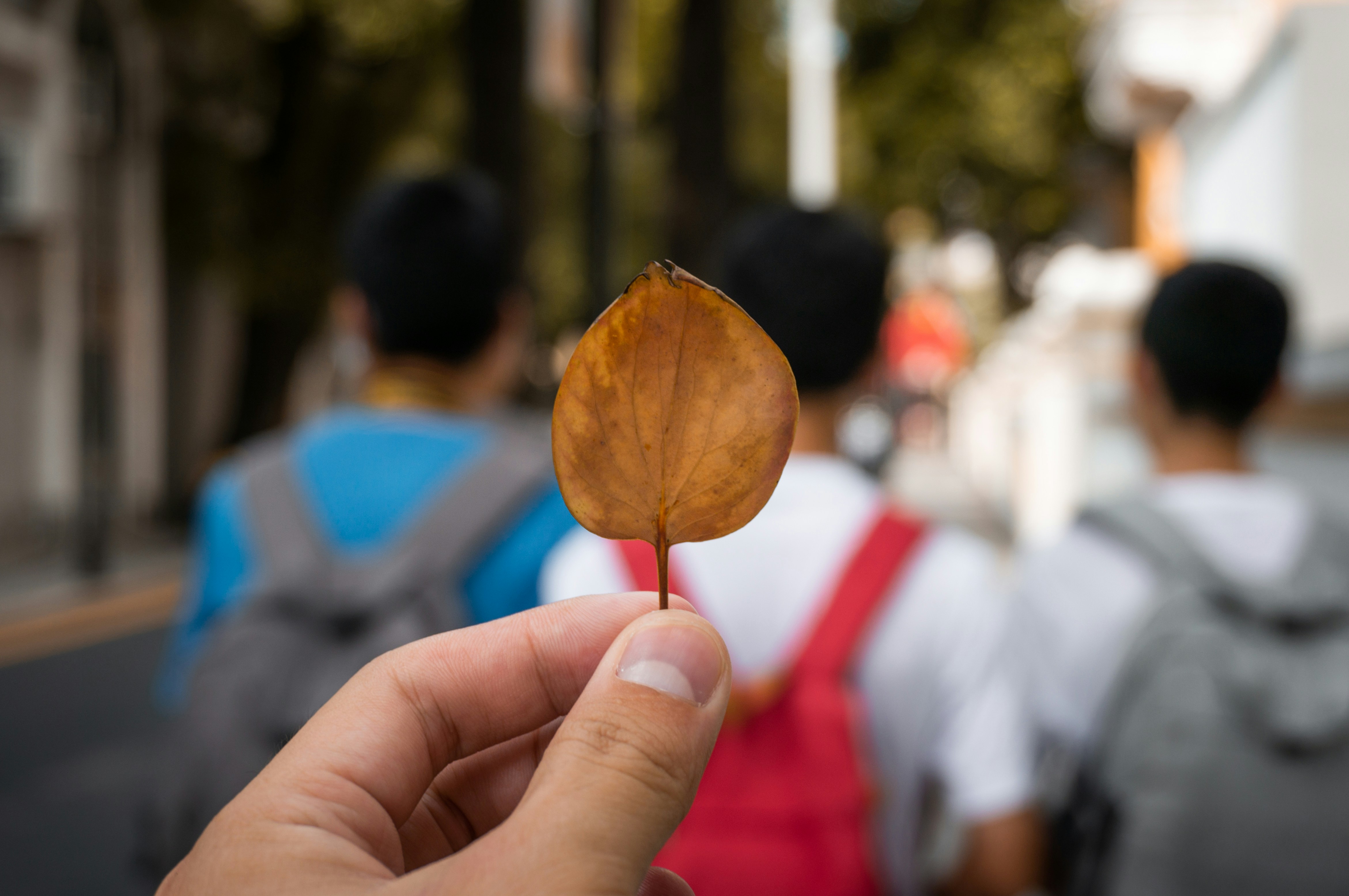 Person, die tagsüber braunes Blatt hält