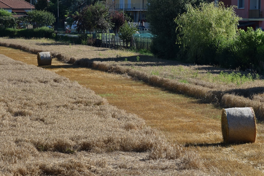 brown grass field near green trees during daytime