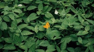 yellow flower with green leaves