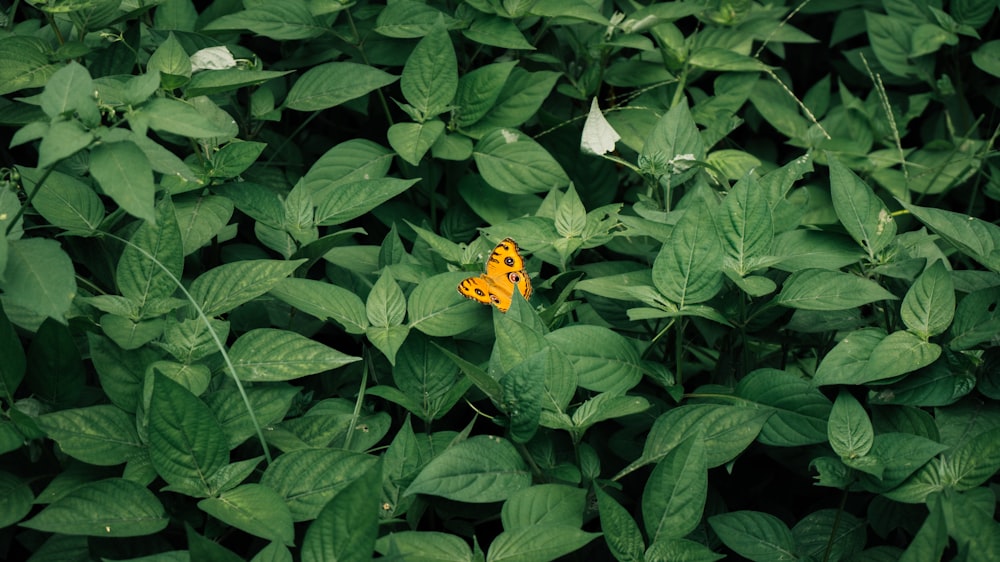 yellow flower with green leaves