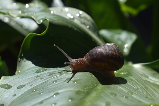 A close-up of a tiny snail making its slow journey across a dew-covered leaf beneath the hedge.