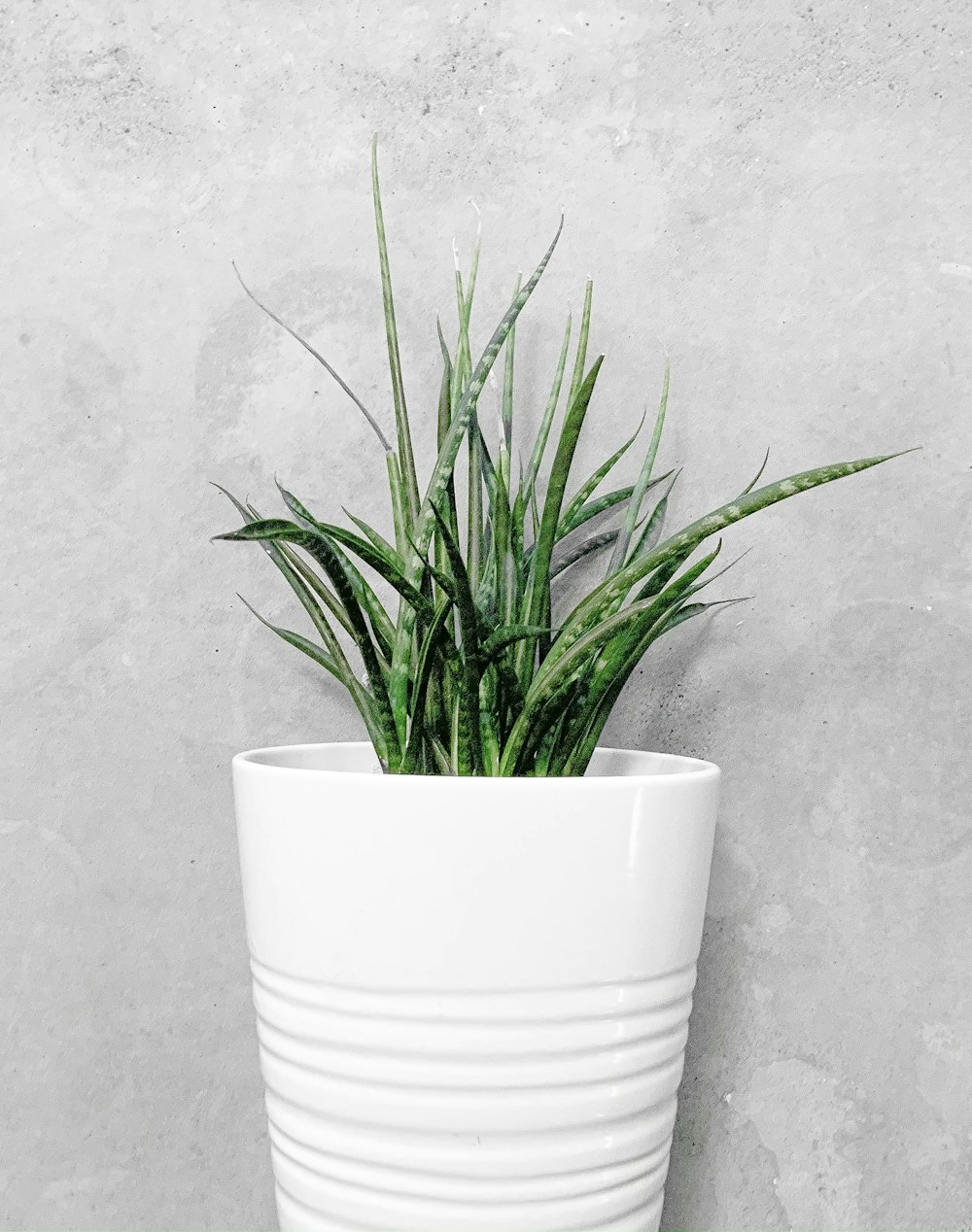 green plant on white ceramic pot