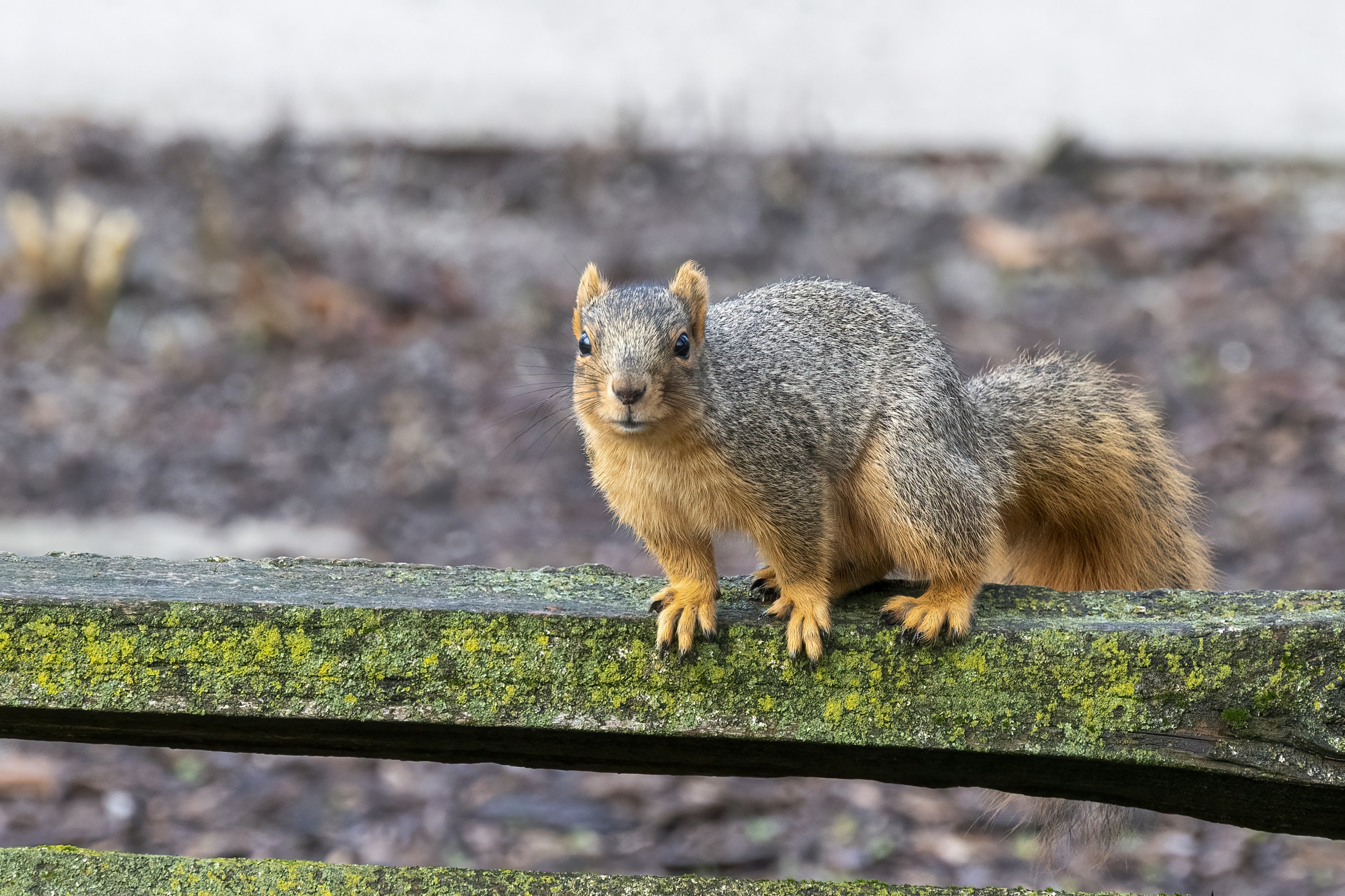 Photo by cholewinski