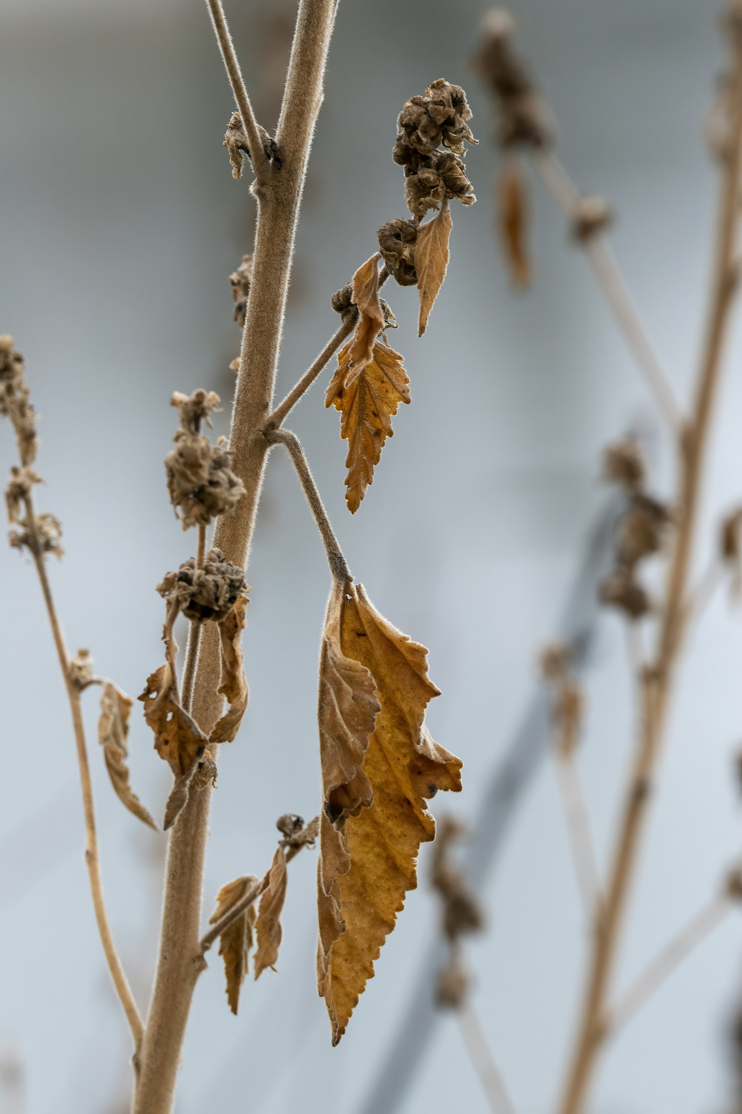 Photo by cholewinski