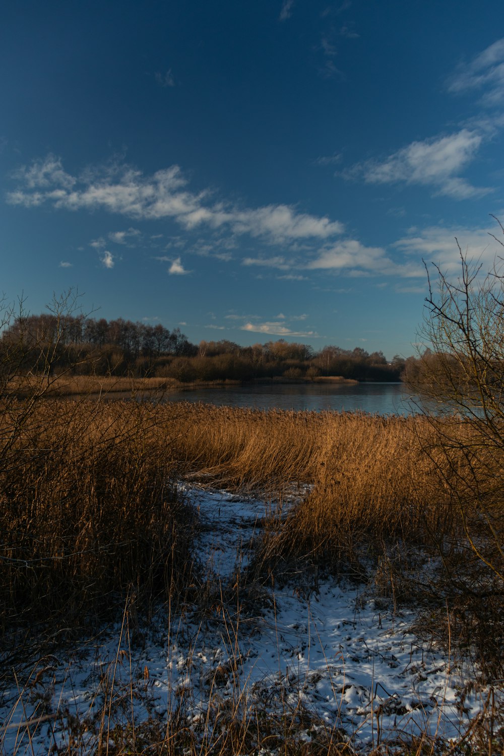 Hierba marrón cerca del lago bajo el cielo azul durante el día