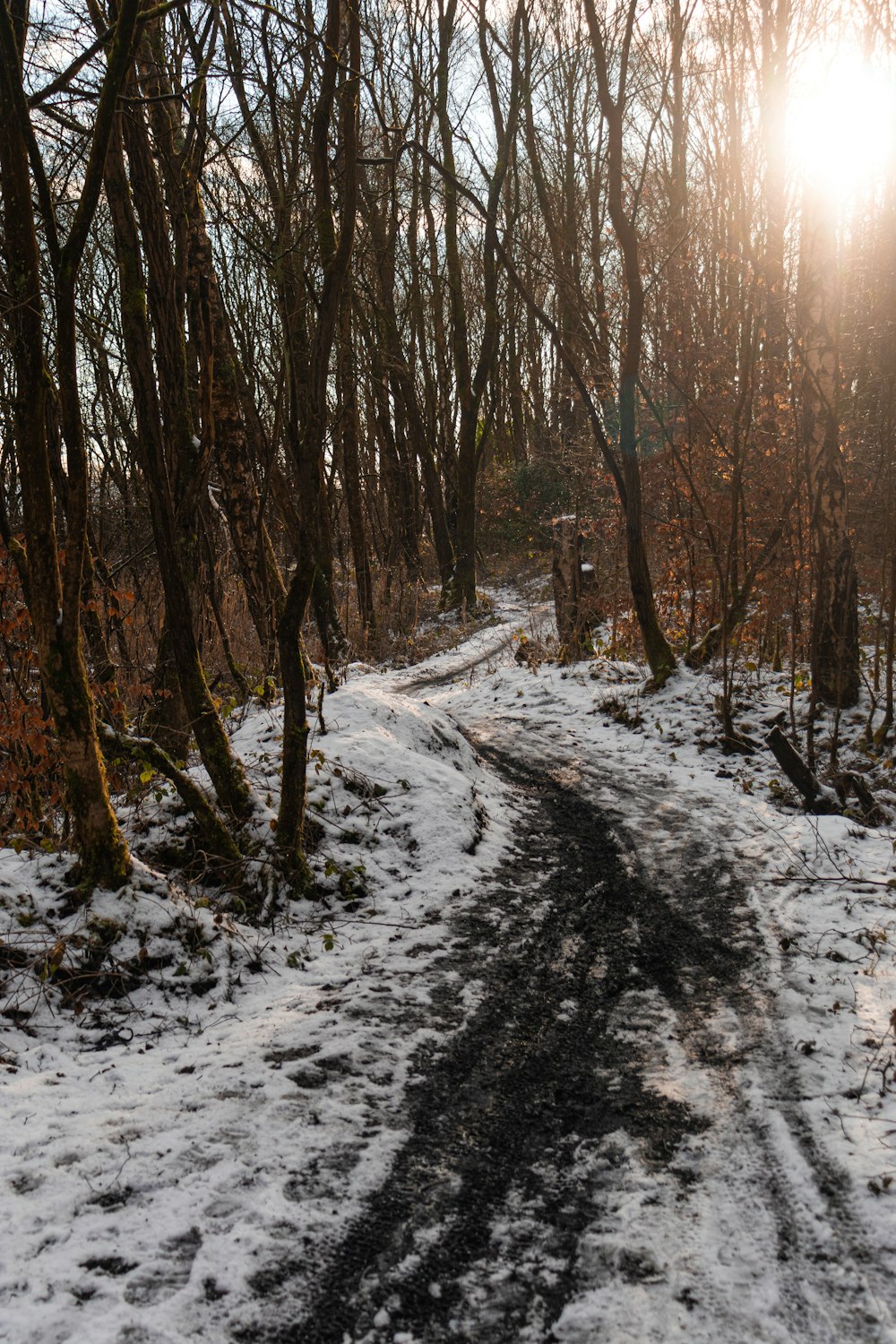 snow covered ground with trees during daytime