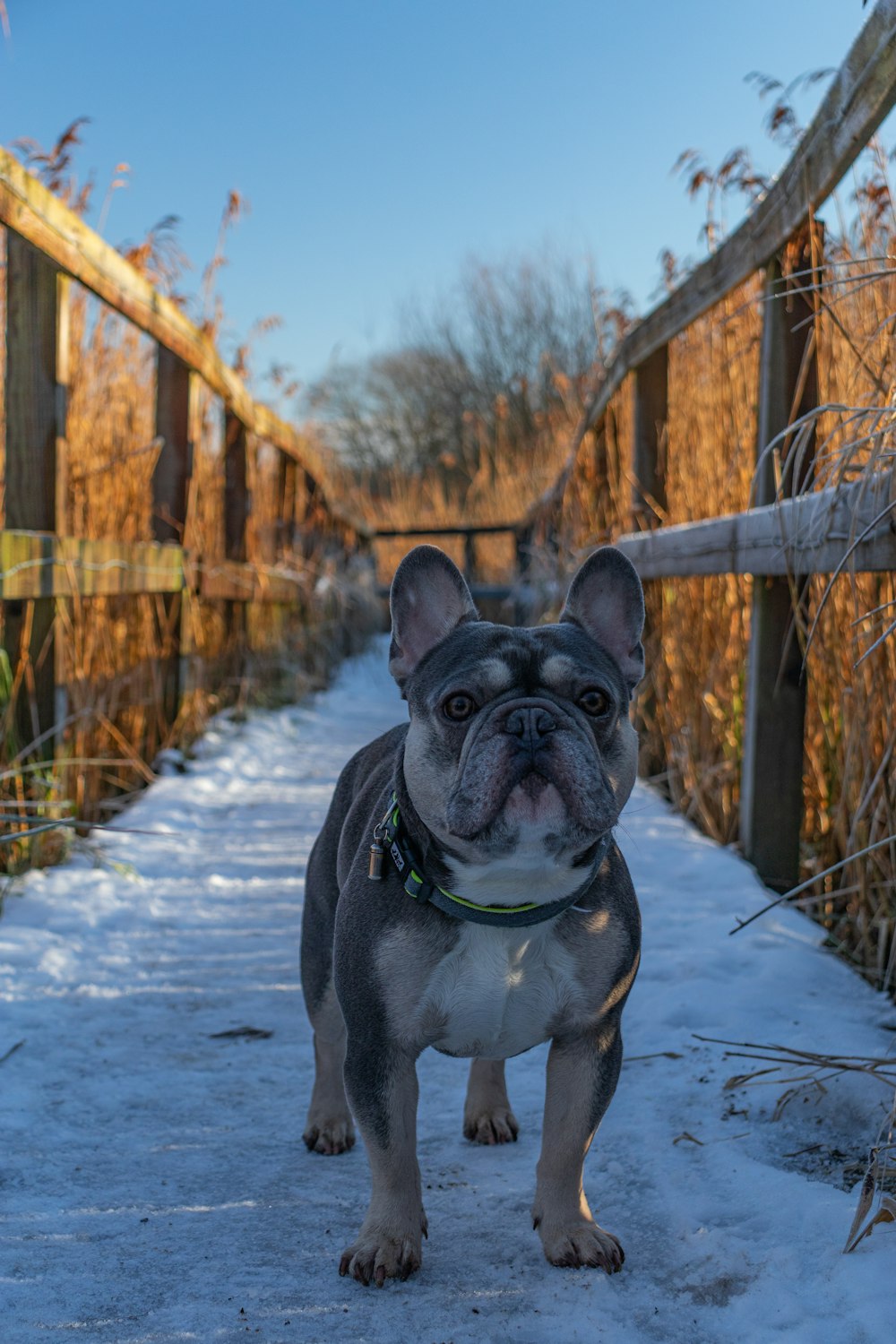 Bulldog francés blanco y negro en un terreno cubierto de nieve durante el día