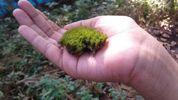 Close-up of a hand holding a lightweight, textured mycelium packaging piece against a dark forest green background.