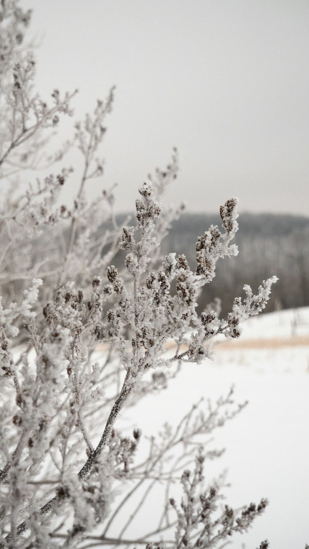 white flowers on brown field during daytime