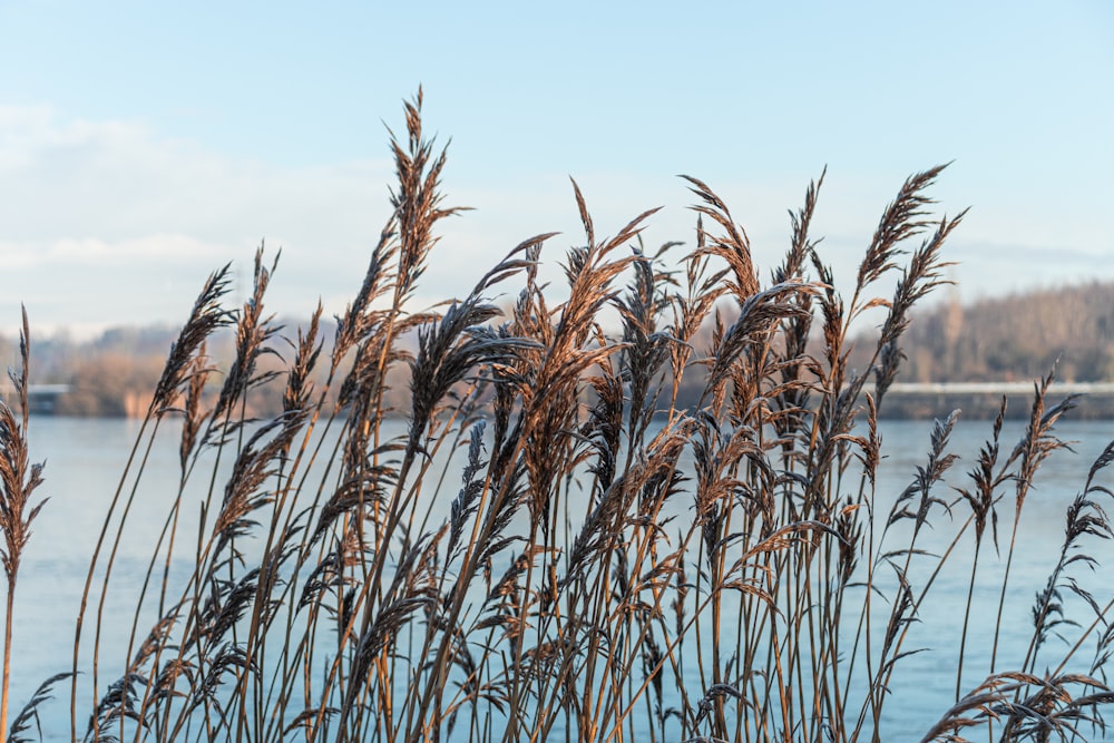 brown wheat field near body of water during daytime