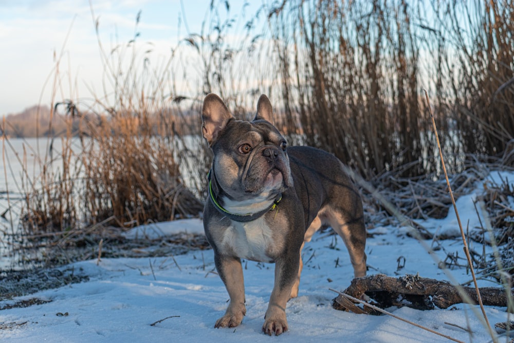 Perro de pelaje corto marrón y negro corriendo en un suelo cubierto de nieve durante el día