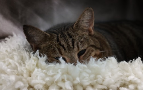 A tender image of a cat gently resting its head on a cozy knitted blanket beside a small candle.
