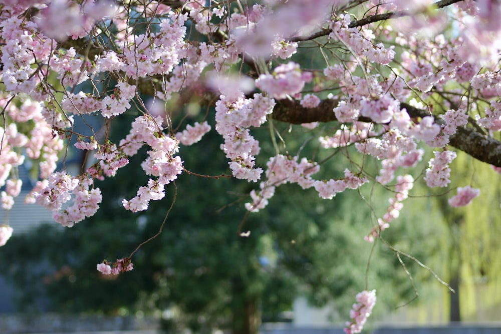 pink cherry blossom in close up photography