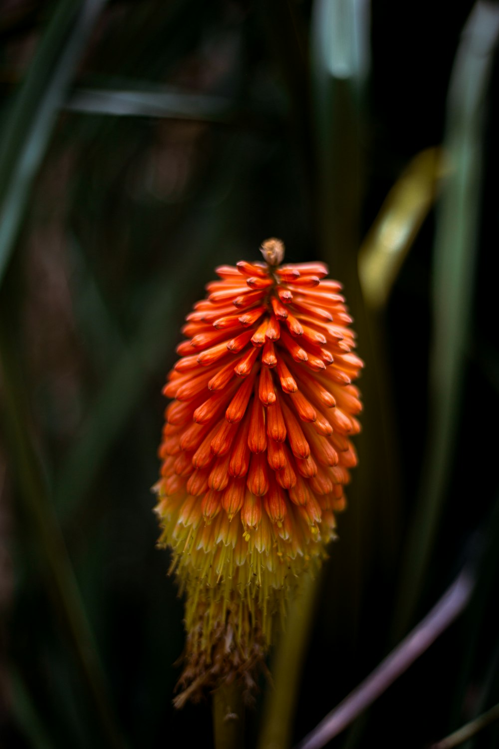 orange and yellow flower in tilt shift lens