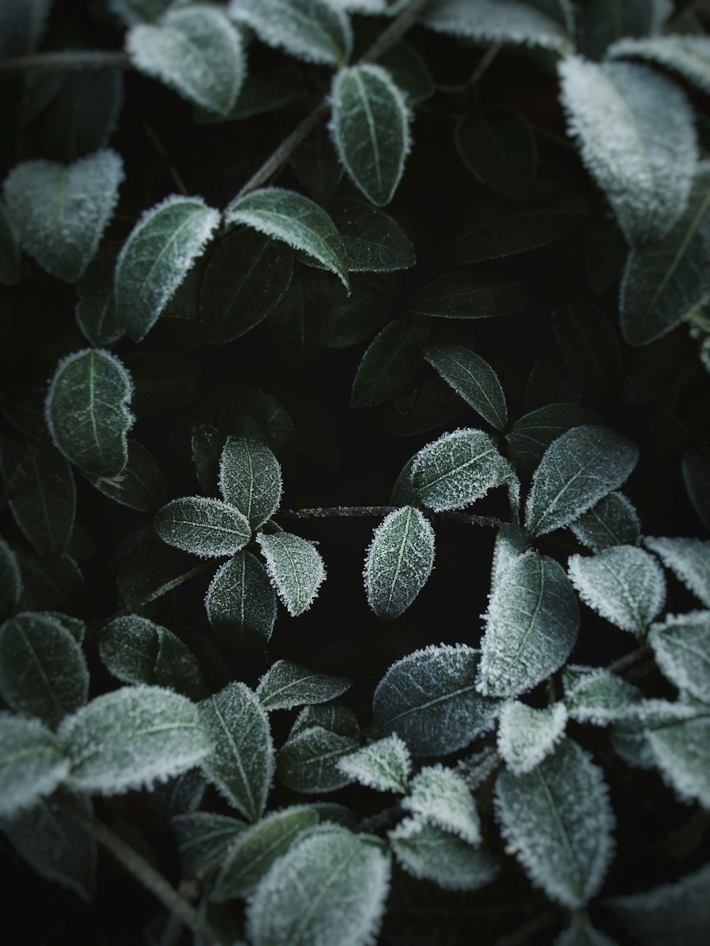 green and white leaf plant