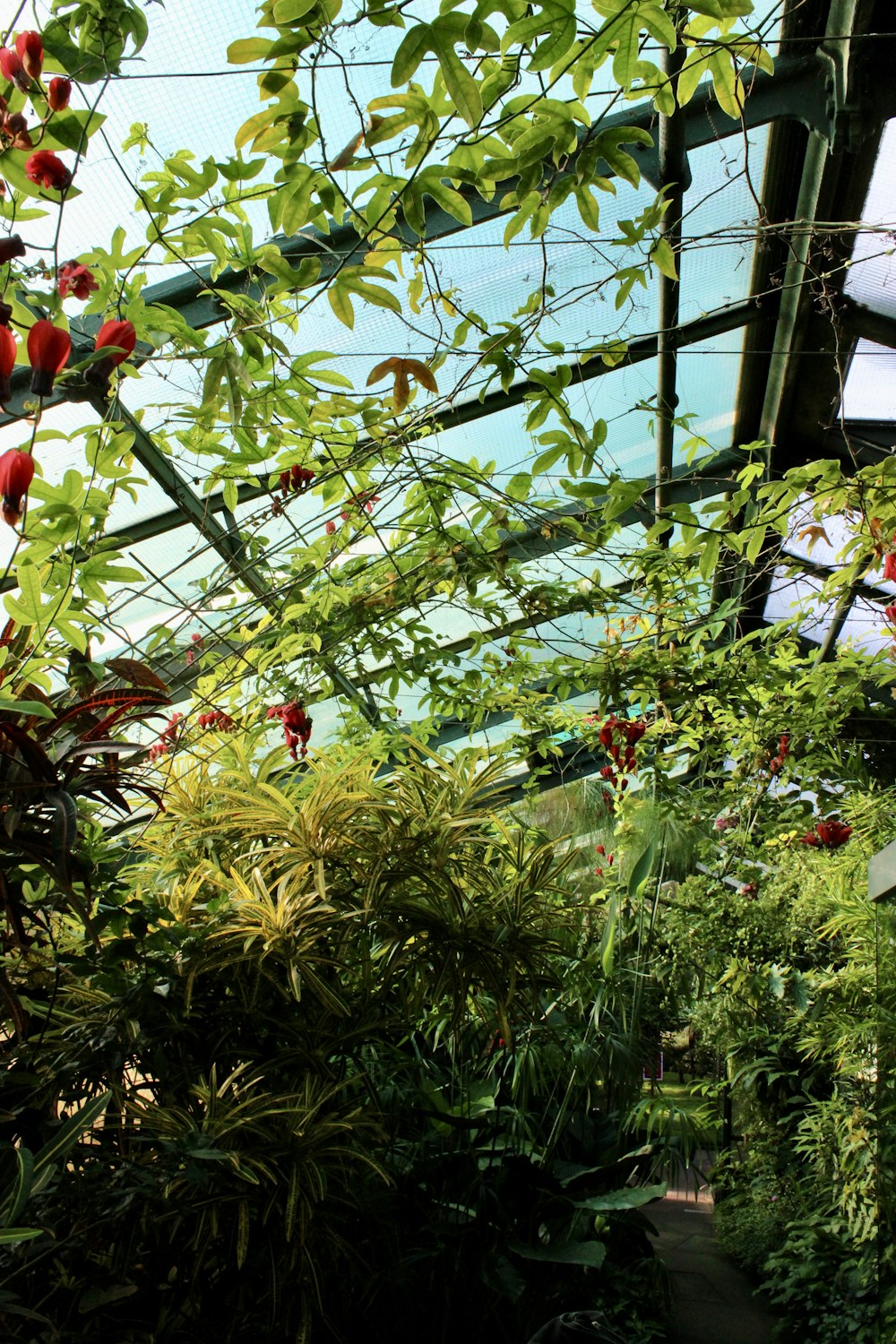 red and yellow flowers in green plants