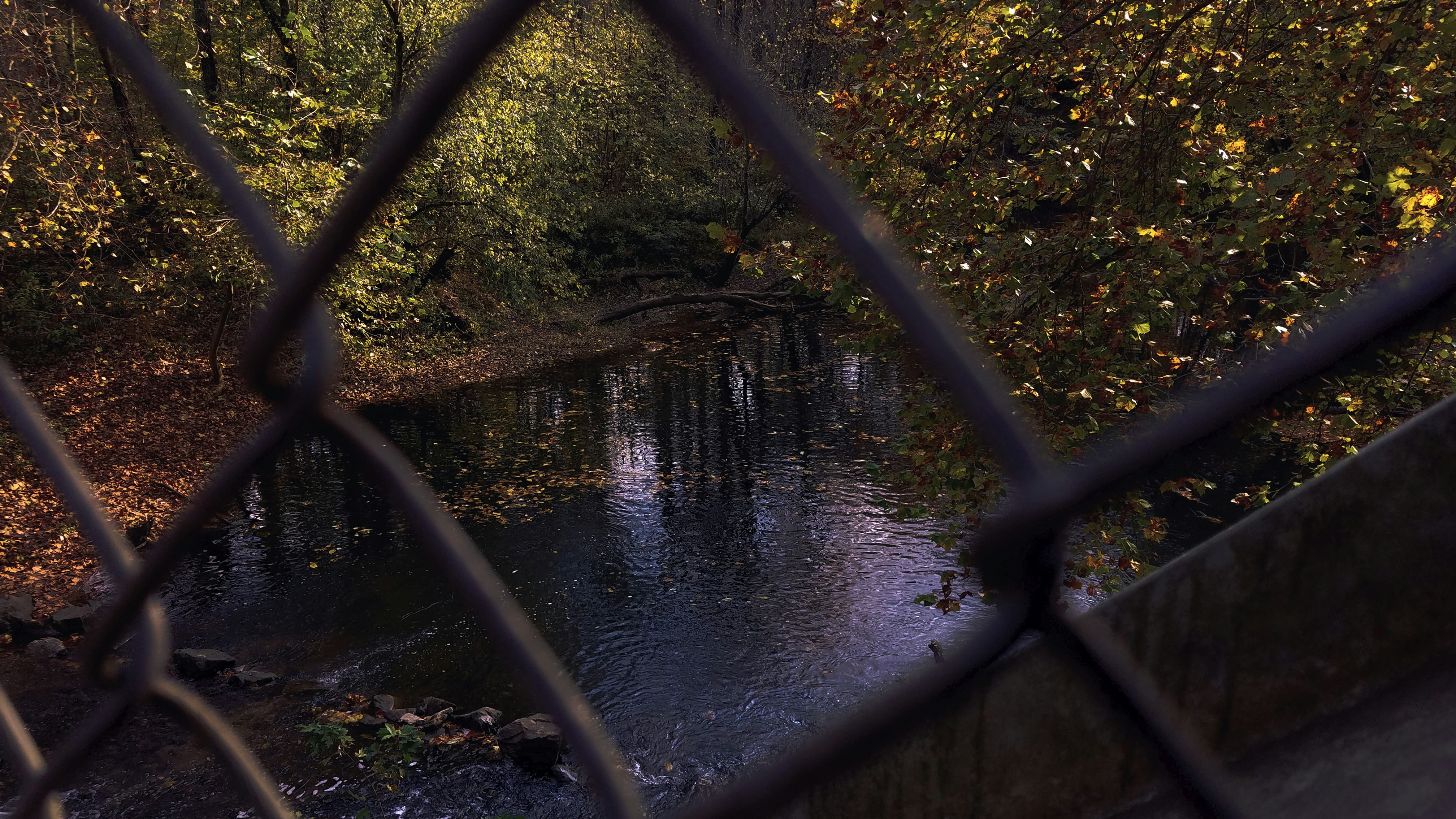 body of water near green trees during daytime