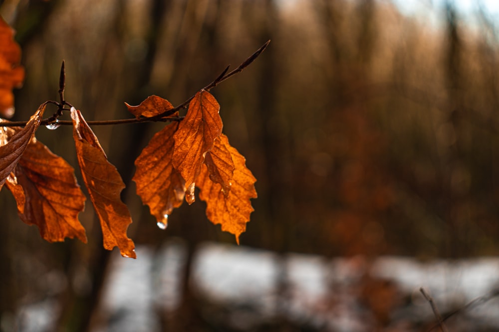 brown dried leaf on brown tree branch